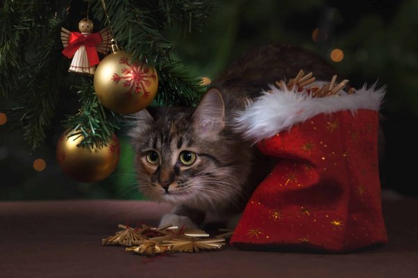 Keeping your pet safe during festivities