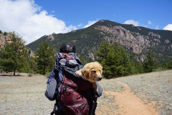 Traveling with pets: tips for a smooth journey
