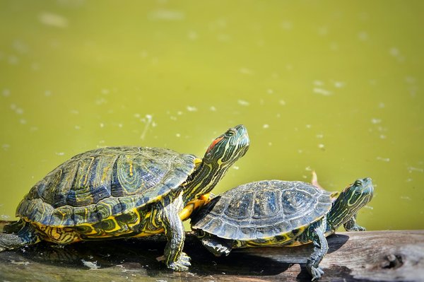 The joy of owning a turtle: what to expect